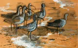 Curlews on a beach by Charles Frederick Tunnicliffe, watercolour and bodycolour on buff paper, sold May 2014