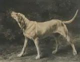 On The Scent by Rosa Bonheur, 1874, engraving, sold Apr 2021