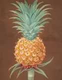 Pineapple by George Brookshaw, aquatint and stipple engraving, finished with hand coloring, sold Apr 2021
