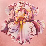 Pink Iris by Lowell Nesbitt, 1984, oil on canvas, sold Apr 2021