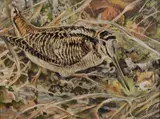 Bécasse by Roger Reboussin, Gouache sur papier signée et datée, sold Apr 2018