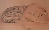 Tigre couché by Auguste Trémont, Sanguine et fusain, sold Mar 2018