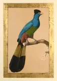 Le Touraco géant by Jacques Barraband, Aquarelle gouachée sur trait de crayon noir, sold Jun 2017