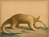 Fourmilier soyeux by Nicolas Huet le Jeune, 1806, Crayon, aquarelle, gouache et rehauts de gomme arabique, sold Mar 2023