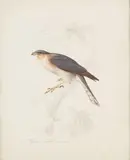 Un oiseau by Édouard Traviès, Aquarelle sur traits de crayon noir, sold Jun 2020