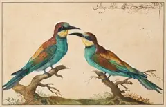 Deux Merops posés chacun sur une petite branche, dit aussi guêpier d'Europe by Johann Jakob Walter, Aquarelle et gouache, sold Jun 2022