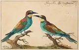 Deux Merops posés chacun sur une petite branche, dit aussi guêpier d'Europe by Johann Jakob Walter, Aquarelle et gouache, sold Jun 2022
