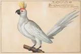 Perroquet blanc dit Perroquet du Cardinal Farnèse by Johann Jakob Walter, Aquarelle et gouache, sold Jun 2022