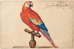 Aria de Macao sur son perchoir de bois by Johann Jakob Walter, Aquarelle et gouache, sold Jun 2022