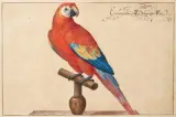 Aria de Macao sur son perchoir de bois by Johann Jakob Walter, Aquarelle et gouache, sold Jun 2022