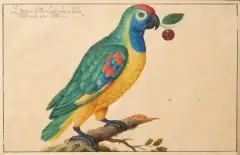 Perroquet vert d'Amazonie une cerise dans le bec by Johann Jakob Walter, Aquarelle et gouache, sold Jun 2022