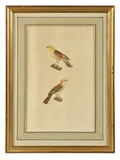 Gros becs jaunes mâle et femelle by Jean Gabriele Pretre, Aquarelle signée et datée « J, sold Apr 2025