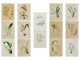 Sammlung von 14 Botanischen Darstellungen by Louis Edouart Maubert, watercolor, offered Sep 2024