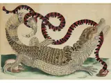 Cayman by Maria Sibylla Merian, engraving, sold Mar 2025