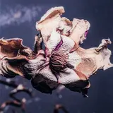 Flower by Yuri Dojc, photograph on plexiglas, sold Jan 2022