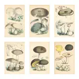 Six Works from A Treatise on the Esculent Funguses of England by Walter Hood Fitch, Each a hand-colored lithograph on paper, sold Oct 2024