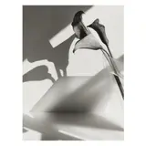 Calla Lilies by John Mark Hall, Selenium-toned silver print, sold Oct 2024