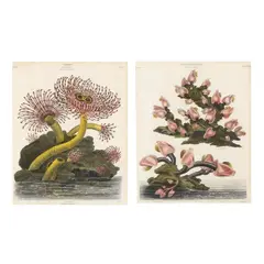 Pair of Botanical Engravings by Thomas Milton, Each a hand-colored engraving on paper, sold Sep 2024
