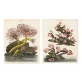 Pair of Botanical Engravings by Thomas Milton, Each a hand-colored engraving on paper, sold Sep 2024
