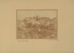 Schafe in den Bergen by Albert Steiner, photograph, sold Dec 2023