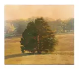 Cedar at Martin Farm by Michael Dines, 2000, acrylic, sold Jan 2023