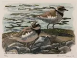 Wasserläufer by Robert Hainard, 1957, color woodcut, offered Jun 2023