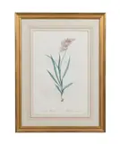 Ixia hyalina (Tritonia squalida) by Pierre-Joseph Redouté, engraving, sold Apr 2023