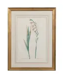 Gladious communis and Glayeul commun by Pierre-Joseph Redouté, engraving, sold Apr 2023