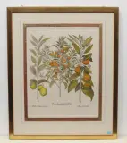Mala Medica seu Citria - Poma Aurantia ... by Zitrusfrüchte und Zwerg-Iris, engraving, sold Dec 2022