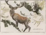 Cerf dans le Val Ferret by Robert Hainard, 1936, color woodcut, sold Dec 2022