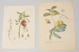Untitled by Blumen und Früchte, watercolor, sold Sep 2022