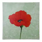 Large Format Painting of a Red Poppy by John Matassa, oil on canvas, sold Oct 2025