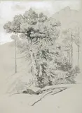 Pins des Alpes", um 1861 by Alexandre Calame, pencil, sold Dec 2021
