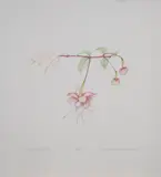 Fuchsia in Hand by Beth Van Hoesen, 1988, lithograph in colors, sold Oct 2022