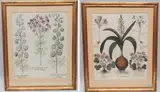 Consolida regalis Aruen ... by Rittersporn u. Lerchensporn & Frühlingsblüher, engraving, sold Sep 2021