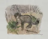 Chat sauvage méfiant by Robert Hainard, 1974, pencil, offered Sep 2021