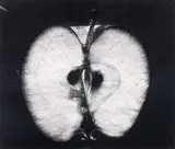 Half an Apple by Wynn Bullock, 1953, gelatin silver print, sold Nov 2022