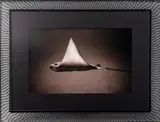 Bullnose Ray by Henry Horenstein, Photograph in Sepia Tones, sold Aug 2024