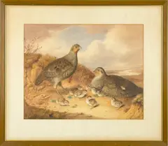 Partridge and Chicks by Augusta Innes Withers, watercolor on paper, sold Feb 2025