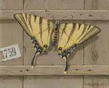 Segelfalter (Iphiclides podalirius), 1963 by Niklaus Stoecklin, oil on board, sold Jun 2021