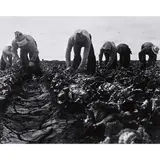 Filipinos Harvesting Lettuce by Dorothea Lange, gelatin silver print, sold Dec 2022