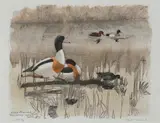 Enten im Teich by Robert Hainard, 1969, color woodcut, sold Mar 2021