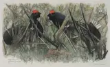 Zwei schwarze Hühner by Robert Hainard, 1976, color woodcut, sold Mar 2021