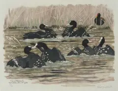 Taucherli by Robert Hainard, 1980, color woodcut, sold Mar 2021