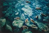 Enten by Philipp Keel, 2004, chromogenic print, offered Mar 2021