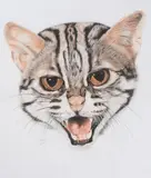 Portrait einer Katze by Tica Foralosso, 2018, pencil, sold Dec 2020