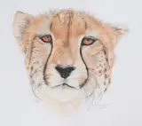 Portrait eines Leoparden by Tica Foralosso, 2018, pencil, offered Dec 2020