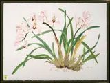 Orchids by Margo Bors, watercolor on paper, sold Nov 2022