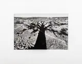 Shadow of a Tree by René Burri, 1963, Gelatin Silver Print, sold Oct 2024