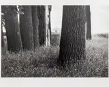 Farm Ralph D. Johnson Casselton by André Kertész, 1978, Gelatin Silver Print, sold Oct 2024